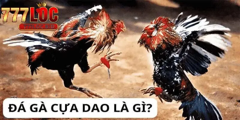 Hiểu về đá gà cựa dao cho người chơi