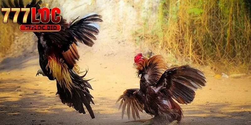 Cách Cược Gà Online Ở 777loc - Hướng Dẫn Chi Tiết Cho Newbie - id Hướng dẫn cách cược gà online