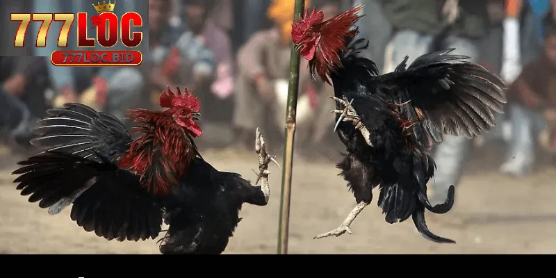 Hướng dẫn tham gia chi tiết cho người chơi