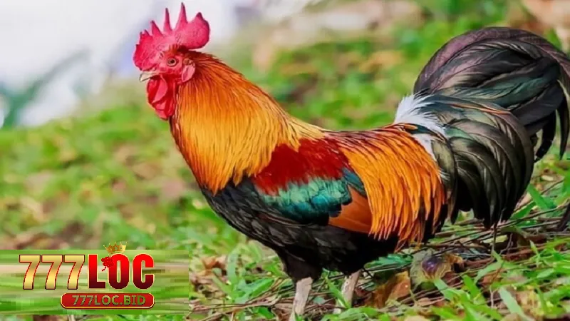 Khái niệm màu sắc tương ứng với mạng gà là gì?