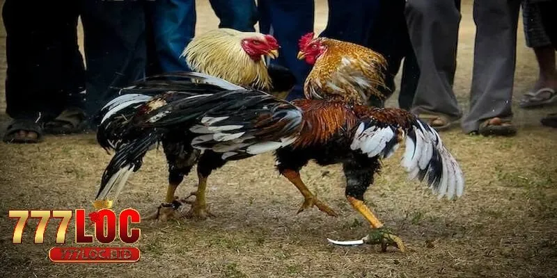 Hiểu Về Đá Gà Cựa Dao 777loc - Từ A Đến Z Cho Tân Thủ và Cao Thủ - id Một số loại đá gà cựa dao