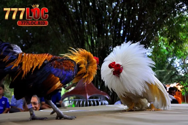 Ưu điểm khi tham gia đá gà 777loc